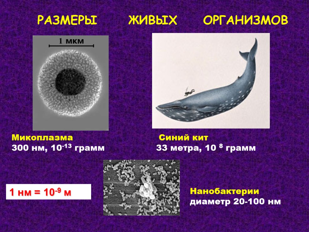Микоплазма Синий кит 300 нм, 10-13 грамм 33 метра, 10 8 грамм РАЗМЕРЫ ЖИВЫХ Микоплазма Синий кит 300 нм, 10-13 грамм 33 метра, 10 8 грамм РАЗМЕРЫ ЖИВЫХ
